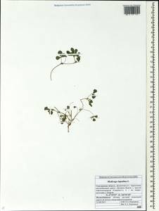 Medicago lupulina L., Siberia, Russian Far East (S6) (Russia)