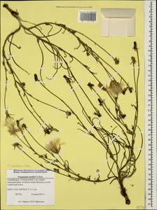 Tragopogon serotinus Sosn. apud Kuth., Caucasus, Azerbaijan (K6) (Azerbaijan)