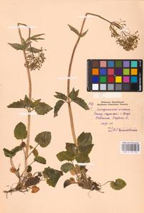 Valeriana tripteris L., Eastern Europe, West Ukrainian region (E13) (Ukraine)