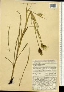 Tragopogon songoricus Nikitin, Mongolia (MONG) (Mongolia)