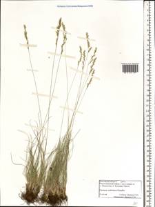 Festuca valesiaca Schleich. ex Gaudin, Eastern Europe, Rostov Oblast (E12a) (Russia)