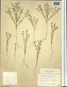 Diarthron linifolium Turcz., Siberia, Russian Far East (S6) (Russia)