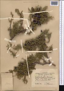 Juniperus excelsa subsp. polycarpos (K. Koch) Takht., Middle Asia, Western Tian Shan & Karatau (M3) (Uzbekistan)