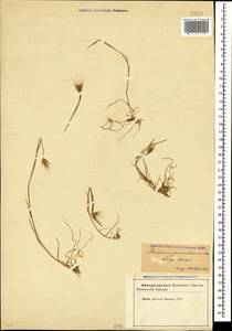Hordeum marinum subsp. gussoneanum (Parl.) Thell., Caucasus, Azerbaijan (K6) (Azerbaijan)