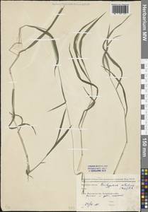 Brachypodium sylvaticum (Huds.) P.Beauv., Eastern Europe, Moscow region (E4a) (Russia)