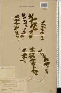 Cruciata laevipes Opiz, Caucasus (no precise locality) (K0)