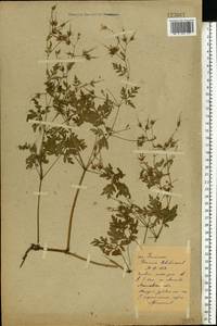 Geranium robertianum L., Eastern Europe, North Ukrainian region (E11) (Ukraine)