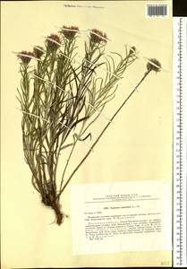 Saussurea salicifolia (L.) DC., Siberia, Baikal & Transbaikal region (S4) (Russia)