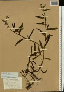 Myosotis scorpioides L., Eastern Europe, South Ukrainian region (E12) (Ukraine)