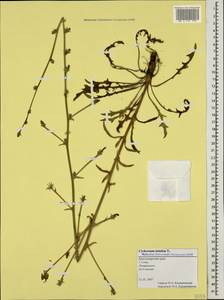 Cichorium intybus L., Caucasus, Black Sea Shore (from Novorossiysk to Adler) (K3) (Russia)