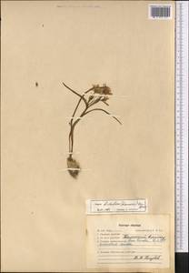 Gagea bohemica (Zauschn.) Schult. & Schult.f., Middle Asia, Western Tian Shan & Karatau (M3) (Kazakhstan)