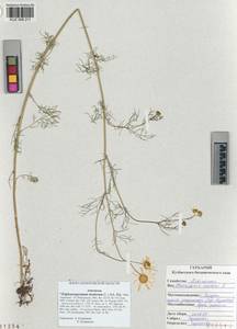 Tripleurospermum inodorum (L.) Sch.-Bip, Siberia, Altai & Sayany Mountains (S2) (Russia)