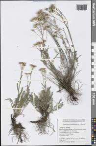 Tanacetum millefolium (L.) Tzvelev, Eastern Europe, Lower Volga region (E9) (Russia)