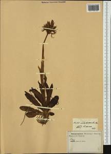 Orchis italica Poir. , nom. cons. prop., Western Europe (EUR) (Italy)