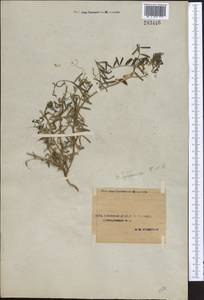 Vicia hyrcanica Fisch. & C.A.Mey., Middle Asia, Syr-Darian deserts & Kyzylkum (M7) (Uzbekistan)