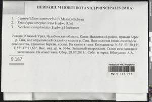 Campylophyllopsis sommerfeltii (Myrin) Ochyra, Bryophytes, Bryophytes - South Urals (B14) (Russia)