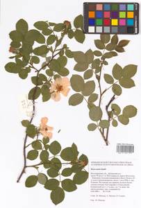 Rosa caesia Sm., Eastern Europe, Lower Volga region (E9) (Russia)