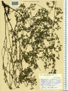 Galium humifusum M.Bieb., Eastern Europe, Middle Volga region (E8) (Russia)