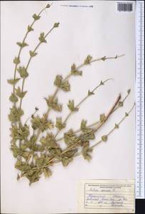 Salvia spinosa L., Middle Asia, Kopet Dag, Badkhyz, Small & Great Balkhan (M1) (Turkmenistan)