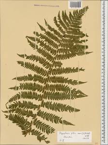 Dryopteris filix-mas (L.) Schott, Caucasus, Black Sea Shore (from Novorossiysk to Adler) (K3) (Russia)