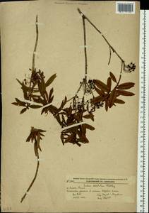 Rhododendron diversipilosum (Nakai) Harmaja, Siberia, Russian Far East (S6) (Russia)