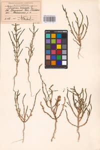 Salicornia perennans Willd., Middle Asia, Caspian Ustyurt & Northern Aralia (M8) (Kazakhstan)
