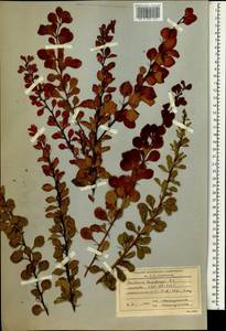 Berberis thunbergii DC., South Asia, South Asia (Asia outside ex-Soviet states and Mongolia) (ASIA) (Russia)