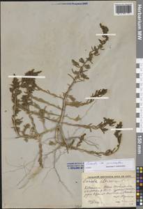 Suaeda prostrata Pall., Middle Asia, Caspian Ustyurt & Northern Aralia (M8) (Kazakhstan)