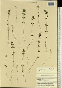 Euphrasia ×vernalis List, Eastern Europe, Middle Volga region (E8) (Russia)