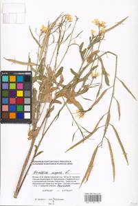 Brassica napus L., Eastern Europe, Moscow region (E4a) (Russia)