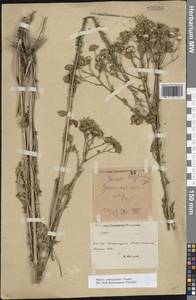 Jacobaea andrzejowskyi (Tzvelev) B.Nord., Eastern Europe, South Ukrainian region (E12) (Ukraine)