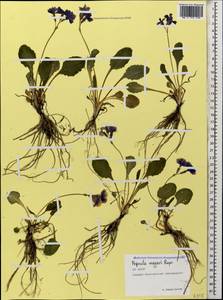 Primula amoena subsp. meyeri (Rupr.) Valentine & Lamond, Caucasus, North Ossetia, Ingushetia & Chechnya (K1c) (Russia)