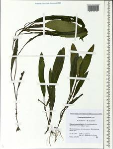 Potamogeton nodosus Poir., Eastern Europe, Central forest-and-steppe region (E6) (Russia)