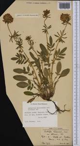 Anthyllis vulneraria L., Western Europe (EUR) (United Kingdom)