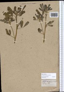 Trigonella foenum-graecum L., Africa (AFR) (Egypt)