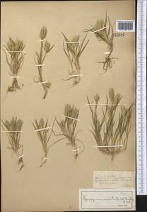 Eremopyrum orientale (L.) Jaub. & Spach, Middle Asia, Syr-Darian deserts & Kyzylkum (M7) (Kazakhstan)