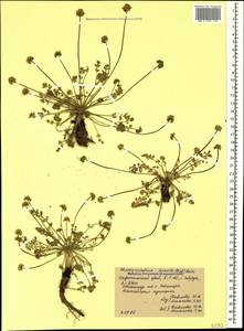 Chamaesciadium acaule (M. Bieb.) Boiss., Caucasus, Stavropol Krai, Karachay-Cherkessia & Kabardino-Balkaria (K1b) (Russia)