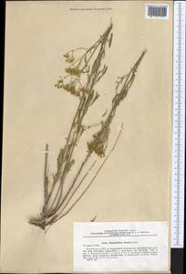 Haplophyllum dubium Korovin, Middle Asia, Pamir & Pamiro-Alai (M2) (Uzbekistan)