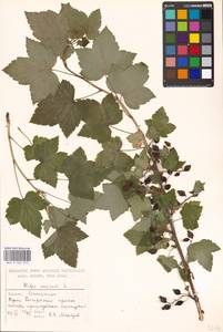 Ribes nigrum L., Eastern Europe, Moscow region (E4a) (Russia)