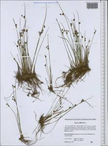 MW016;3p_, Juncus filiformis L., Siberia, Russian Far East (S6) (Russia)