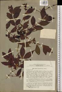 Lonicera maackii (Rupr.) Maxim., Siberia, Russian Far East (S6) (Russia)