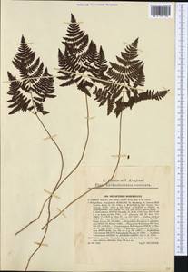 Gymnocarpium robertianum (Hoffm.) Newman, Western Europe (EUR) (Slovakia)