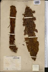 Cistanche tubulosa (Schenk) R. Wight, Middle Asia, Pamir & Pamiro-Alai (M2) (Uzbekistan)