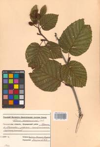 Alnus maximowiczii Callier, Siberia, Russian Far East (S6) (Russia)