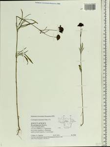 Coreopsis tinctoria Nutt., Eastern Europe, Central region (E4) (Russia)