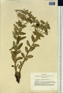 Euphorbia mongolica (Prokh.) Prokh., Siberia, Altai & Sayany Mountains (S2) (Russia)