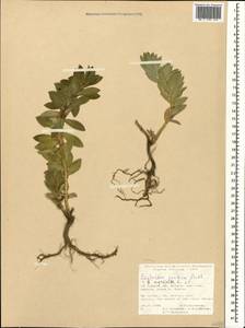 Euphorbia myrsinites subsp. myrsinites, Caucasus, Turkish Caucasus (NE Turkey) (K7) (Turkey)