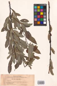 Salix daphnoides Vill., Eastern Europe, Latvia (E2b) (Latvia)