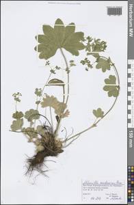 Alchemilla murbeckiana Buser, Eastern Europe, Northern region (E1) (Russia)