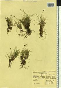 Carex supina var. spaniocarpa (Steud.) B.Boivin, Siberia, Chukotka & Kamchatka (S7) (Russia)